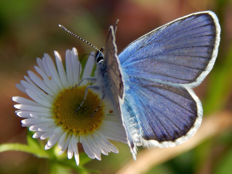 1 Plebejus da ID